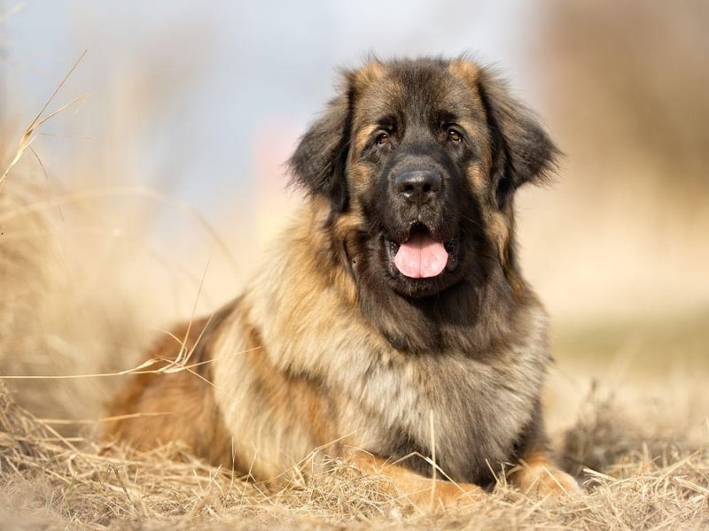Named after the German city of Leonberg, the Leonberger can weigh up to 77kg but is yet another gentle giant, making loyal and affectionate family pets.