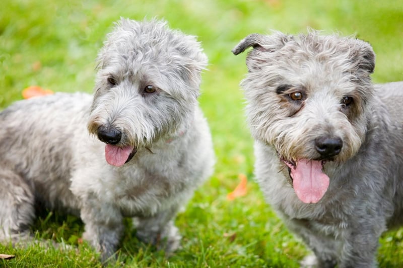 Also known as the Wicklow Terrier, the adorable Glen of Imaal Terrier joins the Bloodhound in third spot with just 36 registrations in 2020.