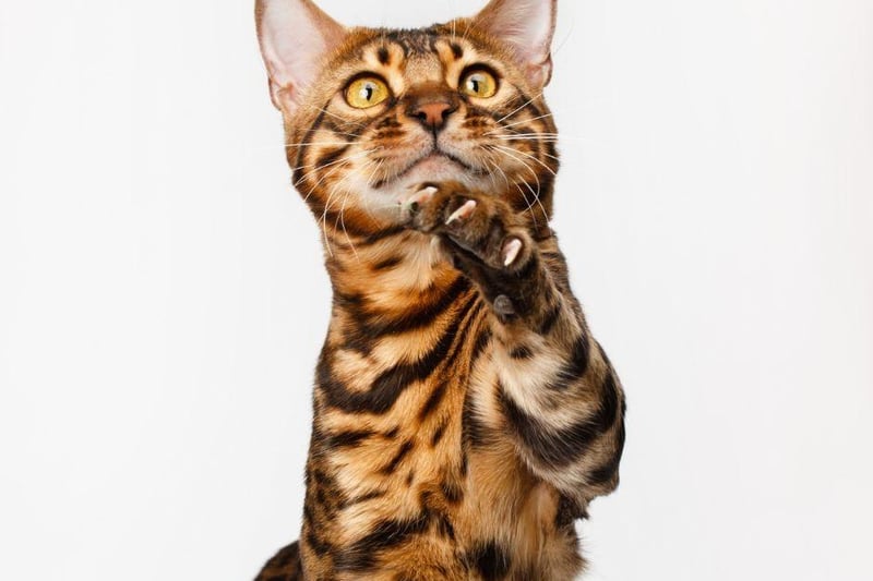 The Bengal cat will not enjoy a dirty litter tray and will demand it is cleaned more frequently as they are an incredibly clean breed of cat.