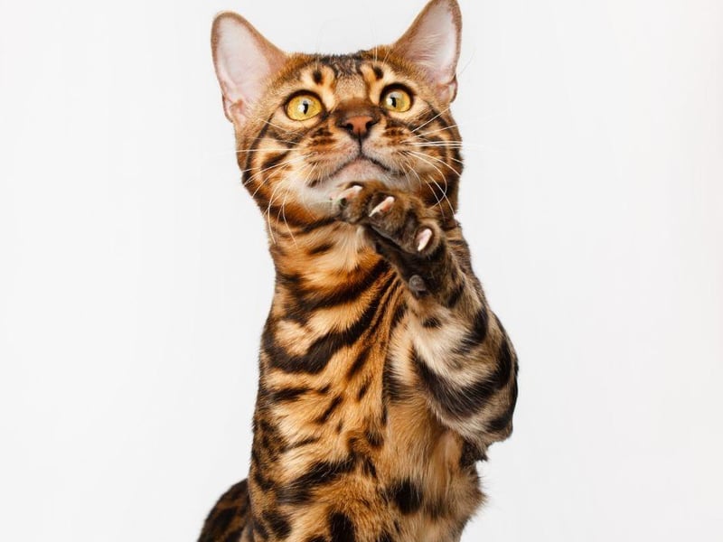 The Bengal cat will not enjoy a dirty litter tray and will demand it is cleaned more frequently as they are an incredibly clean breed of cat.