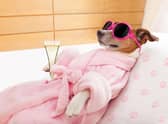 Some dog breeds just need much more pampering than others.