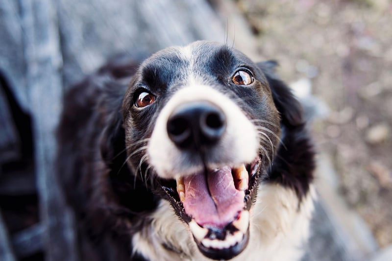 Border Collies are the most intelligent breed of dog and also one of the most active. This means they need constant stimulation they simply won't get locked up alone. Leave these characters by themselves and you can expect them to become frustrated and destructive.