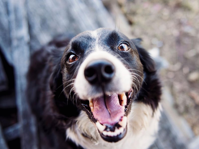 Border Collies are the most intelligent breed of dog and also one of the most active. This means they need constant stimulation they simply won't get locked up alone. Leave these characters by themselves and you can expect them to become frustrated and destructive.