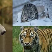 The winner will take their pick of feeding polar bears, a snow leopard or a tiger at the Highland Wildlife Park (Photo: RZSS Media).