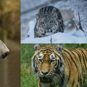 The winner will take their pick of feeding polar bears, a snow leopard or a tiger at the Highland Wildlife Park (Photo: RZSS Media).