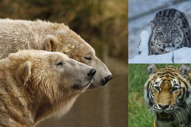 The winner will take their pick of feeding polar bears, a snow leopard or a tiger at the Highland Wildlife Park (Photo: RZSS Media).