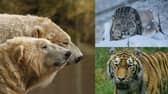The winner will take their pick of feeding polar bears, a snow leopard or a tiger at the Highland Wildlife Park (Photo: RZSS Media).