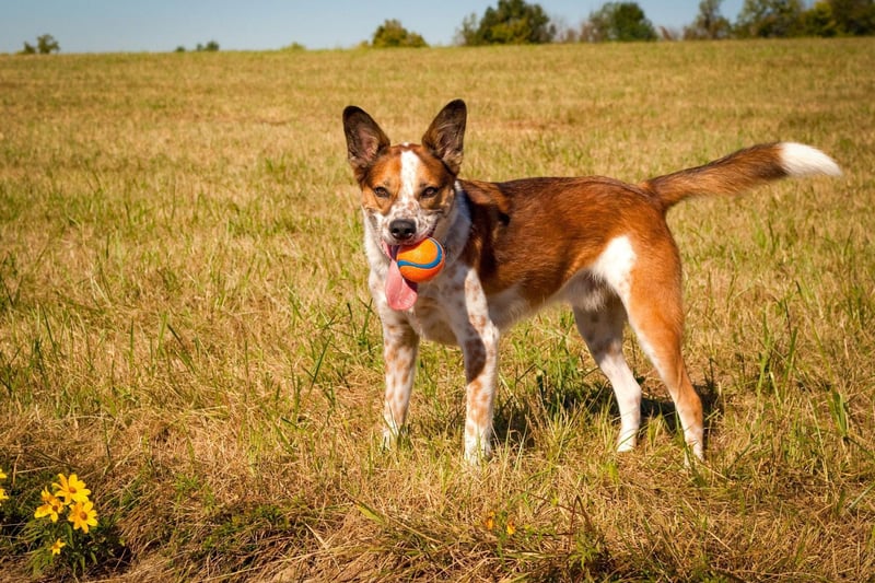 Considering that it's been bred to work under the demanding conditions of the Australian Outback, it's perhaps no surprise that the Australian Cattle Dog copes well in sweltering conditions. They have a short double coat that actually serves a dual function - keeping them both cool in the day and warm when temperatures plummet at night.