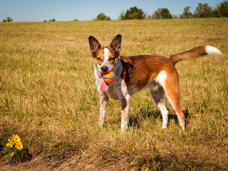 Considering that it's been bred to work under the demanding conditions of the Australian Outback, it's perhaps no surprise that the Australian Cattle Dog copes well in sweltering conditions. They have a short double coat that actually serves a dual function - keeping them both cool in the day and warm when temperatures plummet at night.