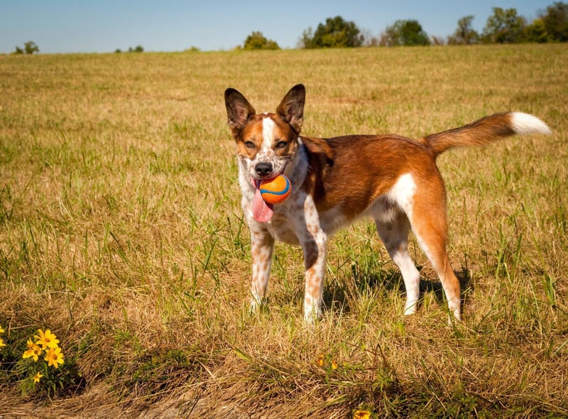 Considering that it's been bred to work under the demanding conditions of the Australian Outback, it's perhaps no surprise that the Australian Cattle Dog copes well in sweltering conditions. They have a short double coat that actually serves a dual function - keeping them both cool in the day and warm when temperatures plummet at night.