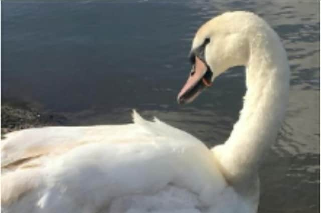 A swan was rescued from starvation and death after getting a juice bottle lid trapped around its beak.