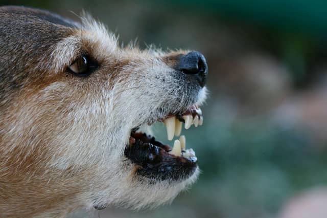 If you are looking for a new dog, there are certain breeds that just don't mix that well with young children.