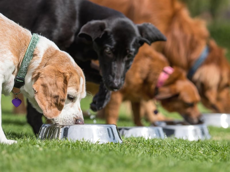 An estimated 40 per cent of dogs in the UK are overweight so one way to have them lose them some pounds and you to gain some, is to weigh their food. To work out how much you should be feeding your dog, look at the body condition system to calculate whether your dog is too thin, too heavy, or ideal. You can then work out the right food portion from there.