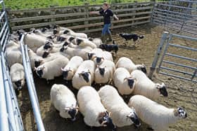 Wool is worth less than the cost of clipping due to falling demand