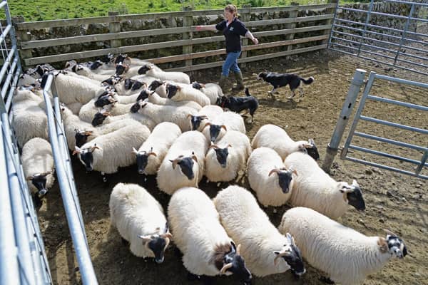 Wool is worth less than the cost of clipping due to falling demand