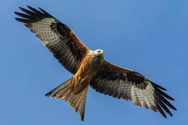 A red kite which was found dead in the Highlands was poisoned with a banned substance, police have said.