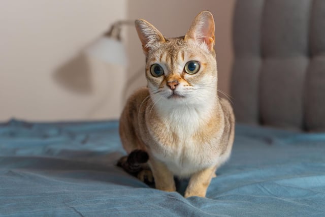 Beautiful and rare, the Singapura is a small breed that enjoys climbing and playtime, however, they are also very clever cats that are often outgoing and curious.