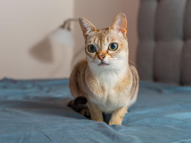 Beautiful and rare, the Singapura is a small breed that enjoys climbing and playtime, however, they are also very clever cats that are often outgoing and curious.