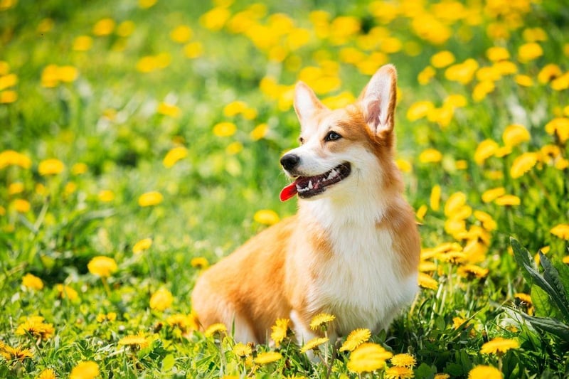Obedient and loyal, but not needy, Pembrokeshire Welsh Corgis are particularly good companion dogs for nursing home residents and people with disabilities. They'll stick to their owners like glue, always at their fet to provide support when needed.