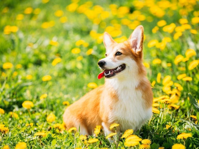 Obedient and loyal, but not needy, Pembrokeshire Welsh Corgis are particularly good companion dogs for nursing home residents and people with disabilities. They'll stick to their owners like glue, always at their fet to provide support when needed.