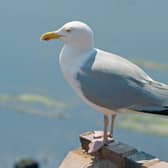 A herring gull