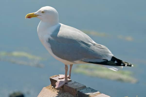 A herring gull