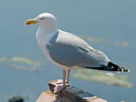 A herring gull