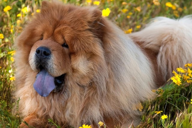 The Chow Show's thick coat means that it's one of the breeds of dog least suited to hot temperatures. The Chow Chow is a huge 17 times more likely to develop heatstroke compared with the Labrador.
