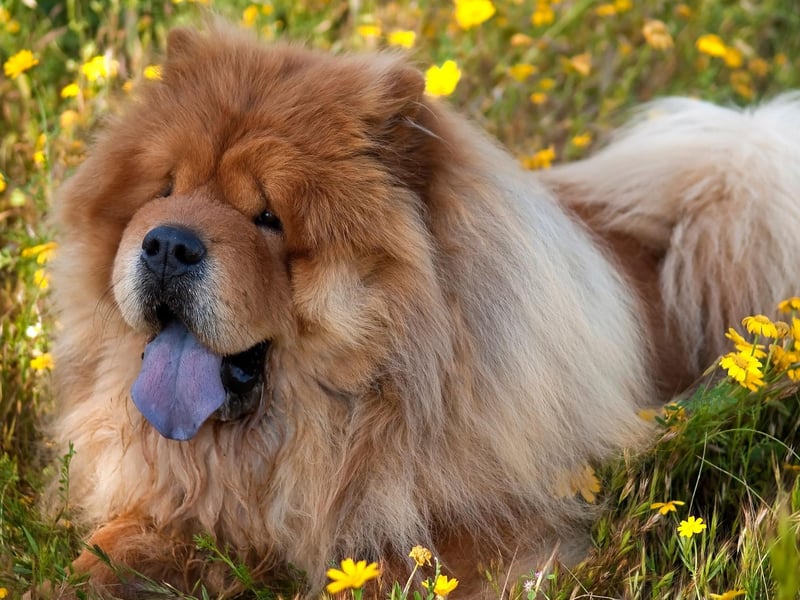 The Chow Show's thick coat means that it's one of the breeds of dog least suited to hot temperatures. The Chow Chow is a huge 17 times more likely to develop heatstroke compared with the Labrador.