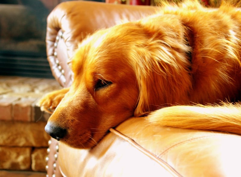 Cooper is the runner-up in the top names for Golden Retrievers list. It's an English name that means 'barrel maker'.