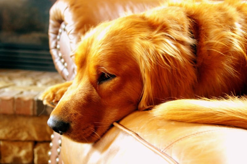 Cooper is the runner-up in the top names for Golden Retrievers list. It's an English name that means 'barrel maker'.