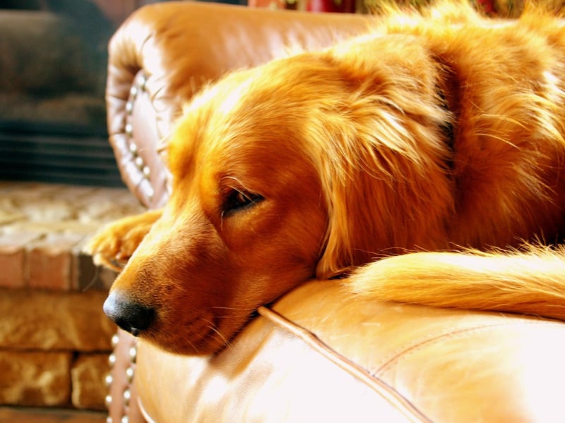 Cooper is the runner-up in the top names for Golden Retrievers list. It's an English name that means 'barrel maker'.