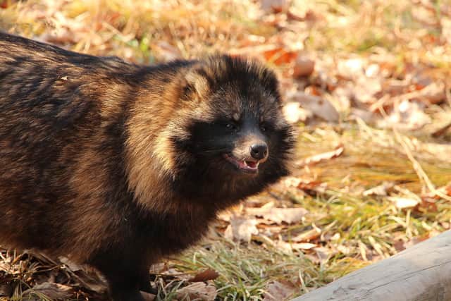 The raccoon dogs are on a list of 20 invasive species likely to reach the UK and destroy native wildlife or bring disease (Photo: Zoosnow, Pixabay)