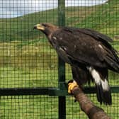 A tagged golden eagle. Picture: South of Scotland Golden Eagle Project