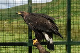 A tagged golden eagle. Picture: South of Scotland Golden Eagle Project