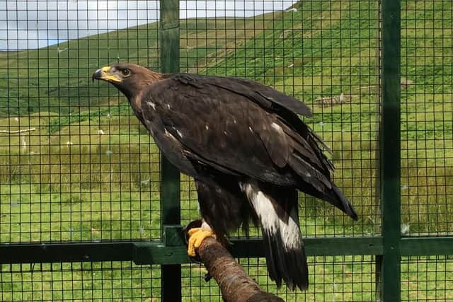 A tagged golden eagle. Picture: South of Scotland Golden Eagle Project