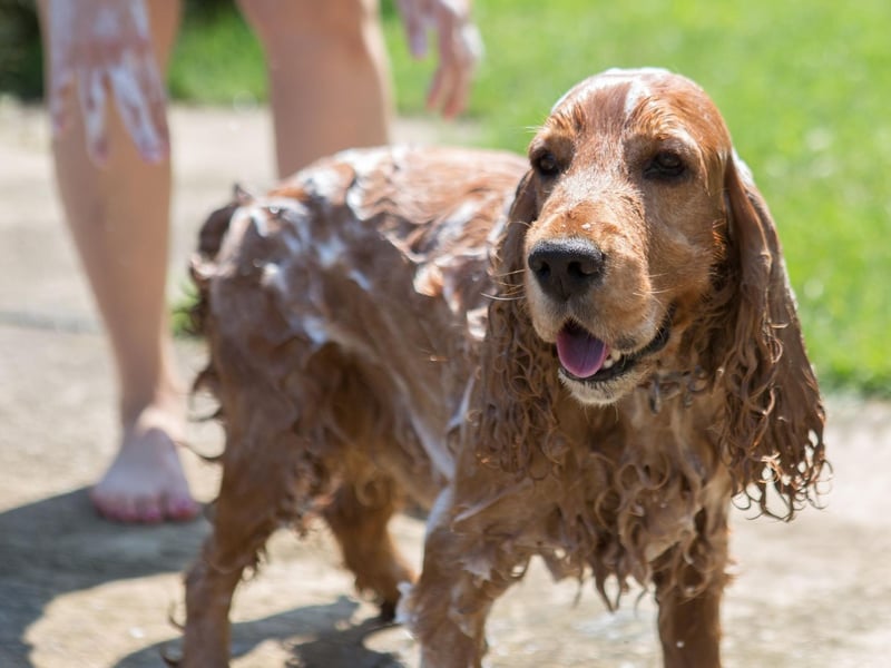 With long droopy ears and an oily coat, the Cocker Spaniel is another pooch that requires plenty of pampering if it isn't to pong.
