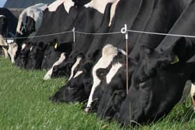 The company behind Bovaer - which is added in small quantities to cow feed - said the supplement can reduce methane emissions by up to 30 per cent. 