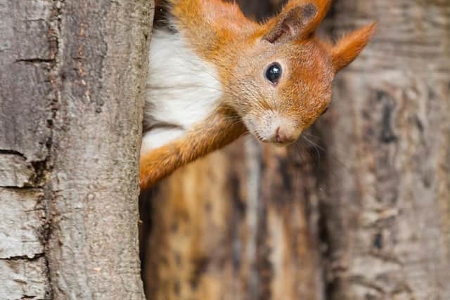 A red squirrel in the Cairngorms, which have interesting wildlife as well as sky views. Pic: PA Photo/Alamy.
