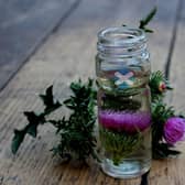 Scottish Thistles are just one of many plants you can cultivate in your homemade terrarium.