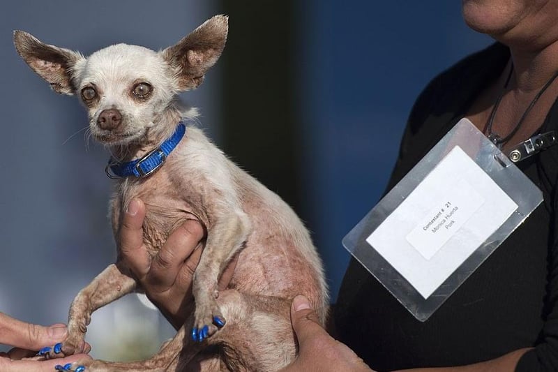 Pork, a 13-year-old male Chihuahua with blue painted nails, is presented to judges by owner Monica Huerta during the World's Ugliest Dog Competition in 2015.