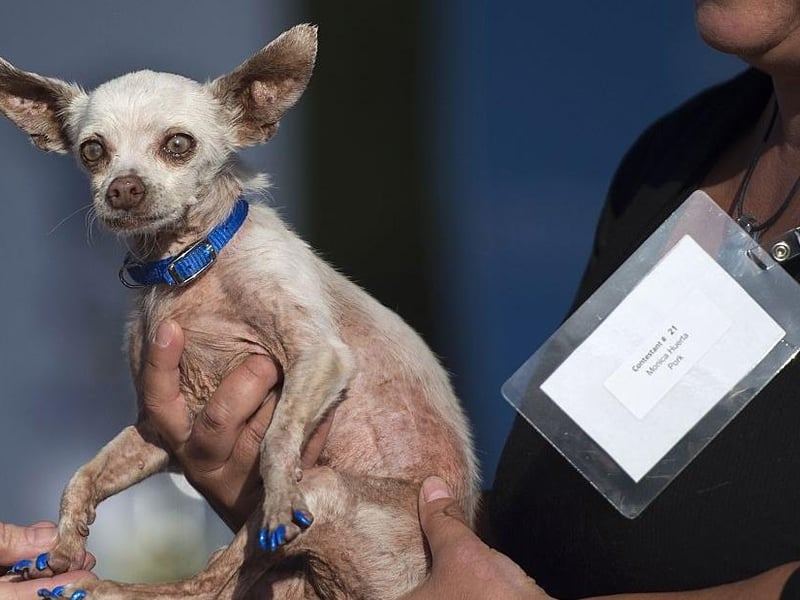 Pork, a 13-year-old male Chihuahua with blue painted nails, is presented to judges by owner Monica Huerta during the World's Ugliest Dog Competition in 2015.