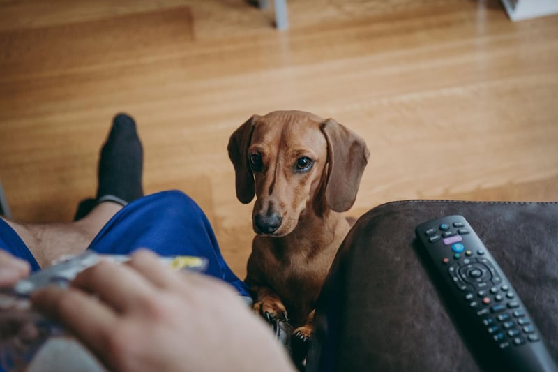 They may be small in stature, but the Dachshund tends to compensate for this by mooching on its hind feet, front paws on your knees and big eyes set to 'beg'.