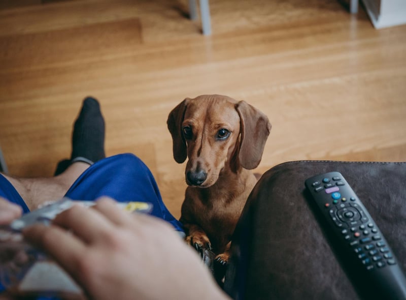 They may be small in stature, but the Dachshund tends to compensate for this by mooching on its hind feet, front paws on your knees and big eyes set to 'beg'.