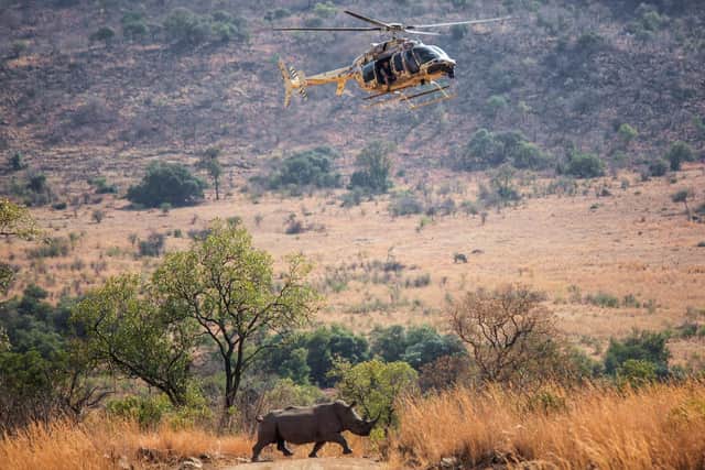 A helicopter prepares to land to check on the health of a tranquilised rhino in the Pilanesberg National Park, South Africa (Pictire: Gianluigi Guercia/AFP via Getty Images)