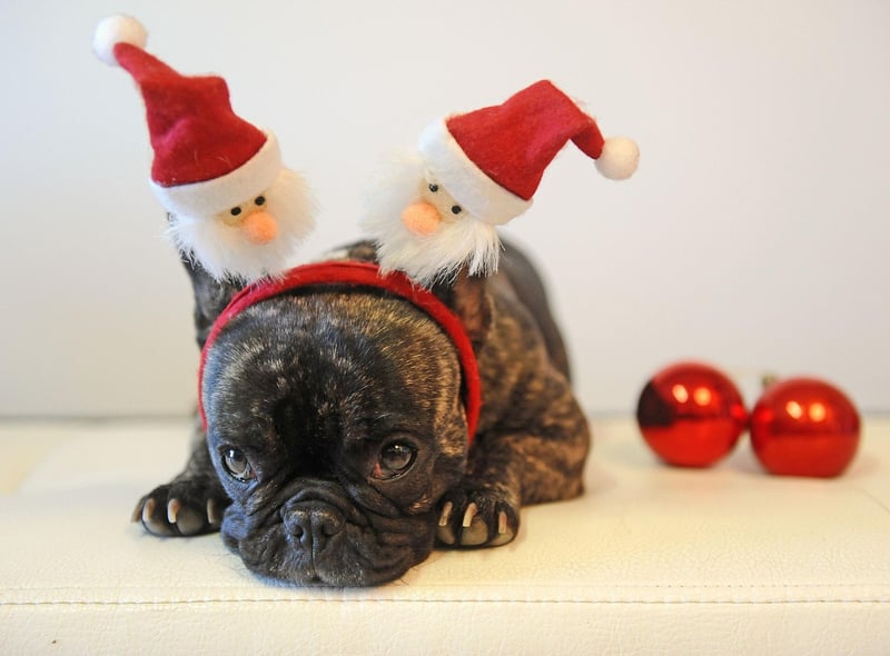 The French Bulldog remains one one of the world's most popular breeds. In 2020 they were the second-most popular registered dog in the United Kingdom, the second-most popular dog breed in the United States and are the third-most popular dog in Australia.