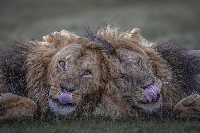 Two male lions relax just before sunrise in Olare Conservancy, Kenya.