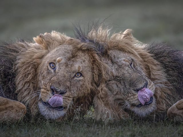 Two male lions relax just before sunrise in Olare Conservancy, Kenya.