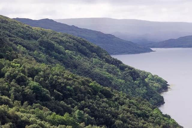 Under the stewardship of the RSPB: Glencripesdale nature reserve
Pic: Woodland Trust