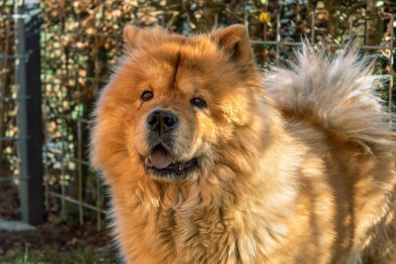 The Chow Chow may look incredibly snuggly but they are known to be almost cat-like in their behaviour - fiercely independent and largely eschewing cuddling, petting or patting.